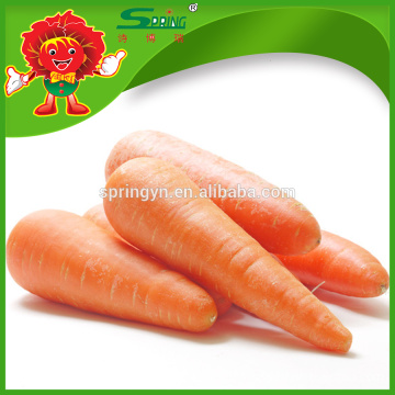 2016 new fresh chinese red carrot